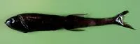 Spark anglemouth (Sigmops bathyphilus)