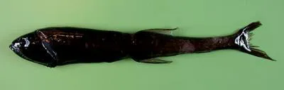 Spark anglemouth (Sigmops bathyphilus)