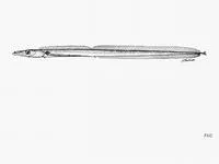 Sparse-rayed frostfish (Benthodesmus oligoradiatus)
