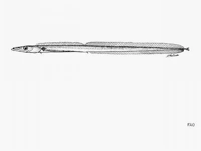 Sparse-rayed frostfish (Benthodesmus oligoradiatus)