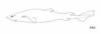 Sparsetooth dogfish (Scymnodalatias oligodon)
