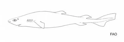 Sparsetooth dogfish (Scymnodalatias oligodon)