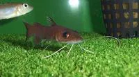 Spatula-barbeled catfish (Phyllonemus typus)