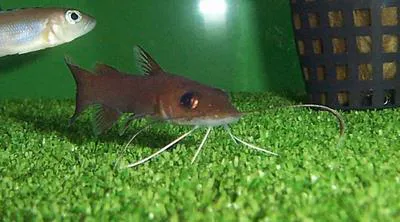 Spatula-barbeled catfish (Phyllonemus typus)