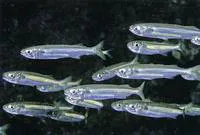 Spatular-scale silverside (Atherinomorus aetholepis)