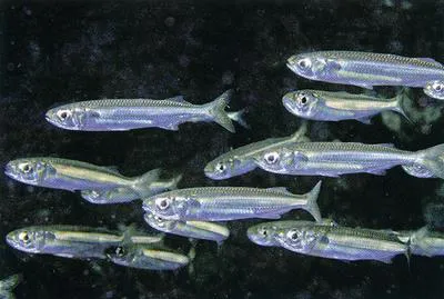 Spatular-scale silverside (Atherinomorus aetholepis)