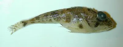Spatulate sculpin (Icelus spatula)