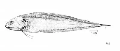 Spearcheek cusk (Monomitopus vitiazi)