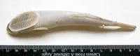 Spearfish remora (Remora brachyptera)