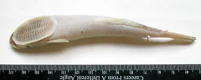 Spearfish remora (Remora brachyptera)