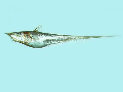 Spearnose grenadier (Coelorinchus multispinulosus)