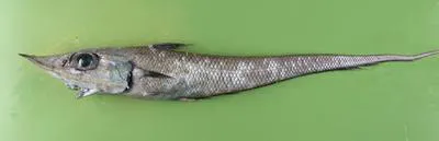 Spearsnouted grenadier (Coelorinchus labiatus)