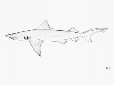 Speartooth shark (Glyphis glyphis)