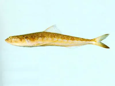 Speartoothed grinner (Synodus sageneus)