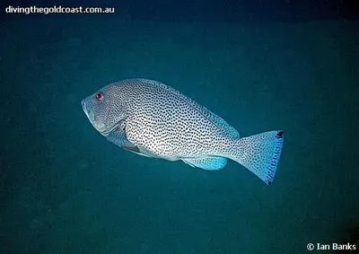 Speckled blue grouper (Epinephelus cyanopodus)