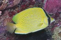Speckled butterflyfish (Chaetodon citrinellus)