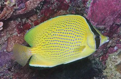 Speckled butterflyfish (Chaetodon citrinellus)