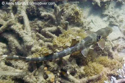 Speckled carpetshark (Hemiscyllium trispeculare)