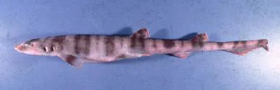Speckled catshark (Halaelurus boesemani)