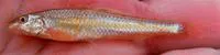 Speckled chub (Macrhybopsis aestivalis)