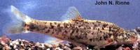 Speckled dace (Rhinichthys osculus)