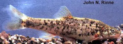 Speckled dace (Rhinichthys osculus)