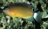 Speckled damselfish (Pomacentrus bankanensis)