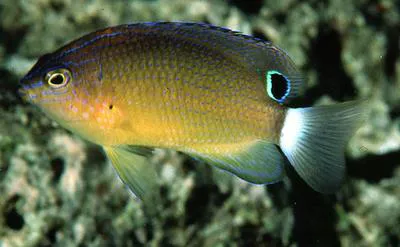 Speckled damselfish (Pomacentrus bankanensis)