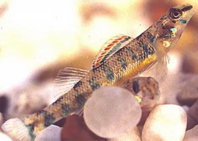 Speckled darter (Etheostoma stigmaeum)