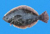 Speckled flounder (Paralichthys woolmani)