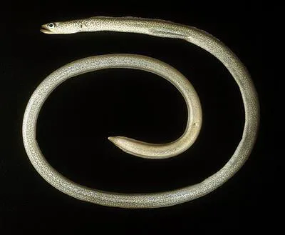Speckled garden-eel (Gorgasia galzini)