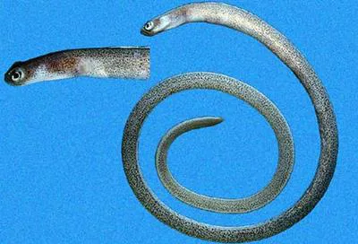 Speckled garden eel (Heteroconger pellegrini)