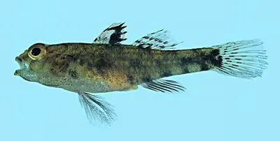 Speckled goby (Redigobius bikolanus)