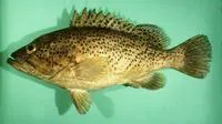 Speckled grouper (Epinephelus magniscuttis)