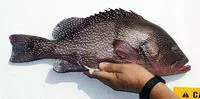 Speckled hind (Epinephelus drummondhayi)