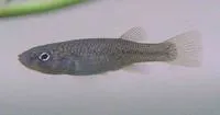 Speckled killifish (Fundulus rathbuni)