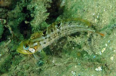 Speckled klipfish (Clinus venustris)