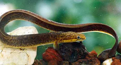 Speckled longfin eel (Anguilla reinhardtii)