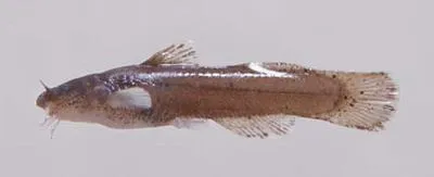 Speckled madtom (Noturus leptacanthus)
