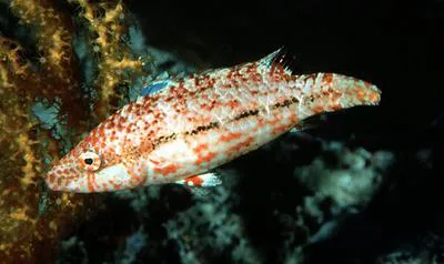 Speckled maori wrasse (Oxycheilinus arenatus)