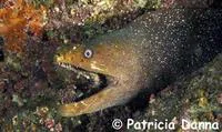Speckled moray (Gymnothorax dovii)