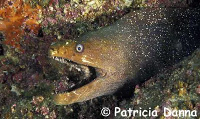 Speckled moray (Gymnothorax dovii)