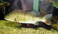 Speckled pavon (Cichla temensis)