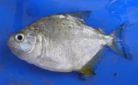 Speckled piranha (Serrasalmus spilopleura)