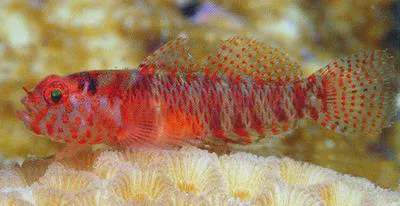 Speckled pygmy goby (Eviota sparsa)
