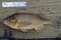 Speckled rockfish (Sebastes ovalis)