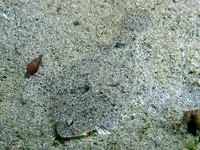 Speckled sanddab (Citharichthys stigmaeus)
