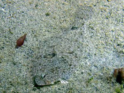 Speckled sanddab (Citharichthys stigmaeus)