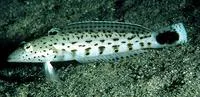 Speckled sandperch (Parapercis hexophtalma)