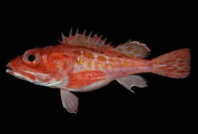 Speckled scorpionfish (Pontinus sierra)